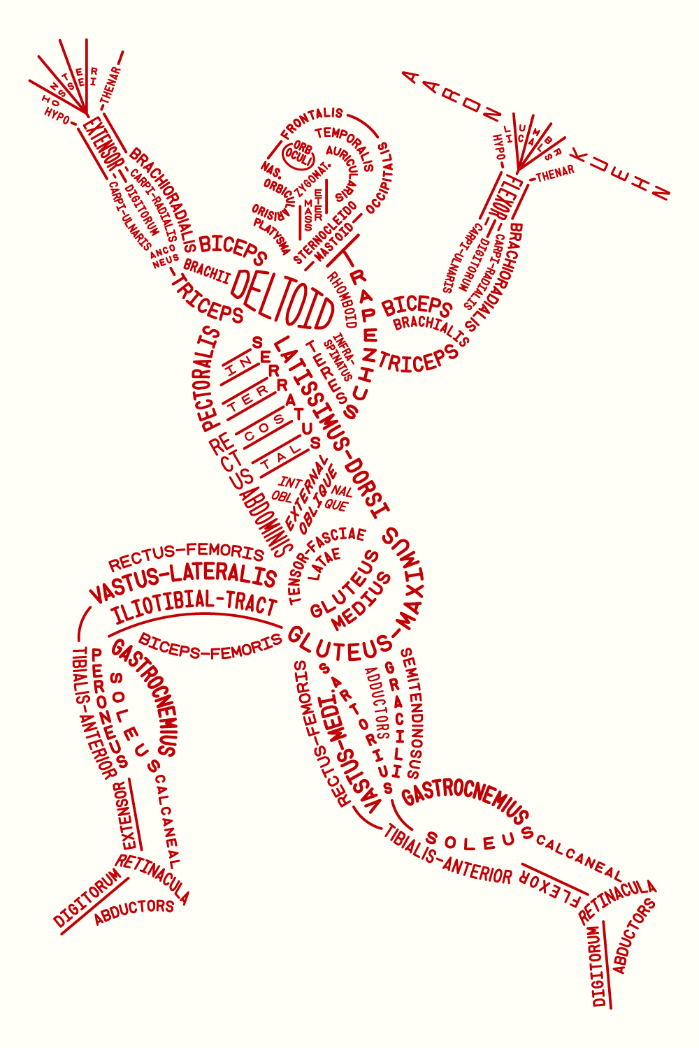 An anatomical diagram and model of the human muscular system in a spear throwing pose, composed of the names of the muscles using typography.